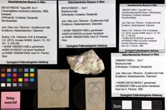 Foto (Objket + Etiketten) von Brachyura indet. 